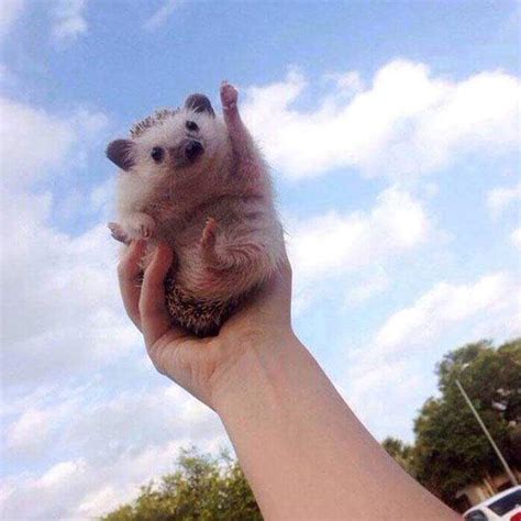 Motivational Hedgehog is Motivational Blank Template - Imgflip