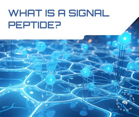 What Is a Signal Peptide? - CosmicNootropic