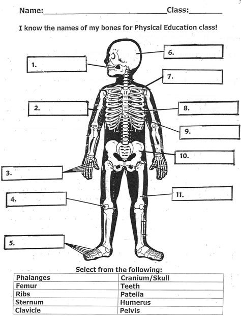 Human Anatomy Worksheet For Kids | Anatomy Worksheets