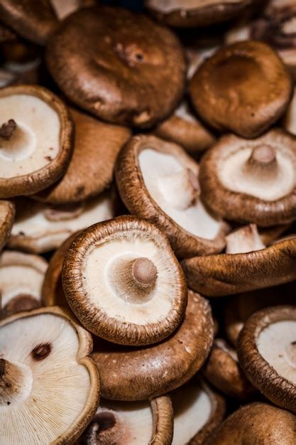 Images De Champignons Du Bois T L Chargement Gratuit Sur Freepik