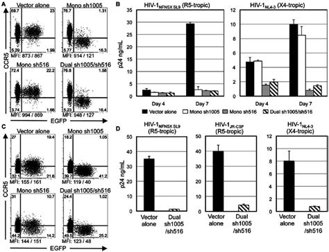 Down Regulation Of Ccr And Inhibition Of Hiv Replication In