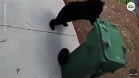 Mischievous bear cub resembles a human rolling out a trash can