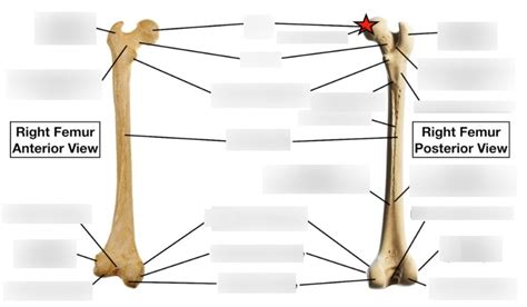 Diagram Of Femur Quizlet