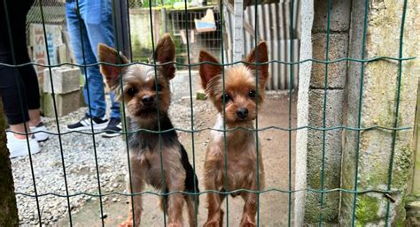 Cães São Resgatados Após Serem Vítimas De Maus Tratos Em Canil Clandestino No Vale Do Itajaí