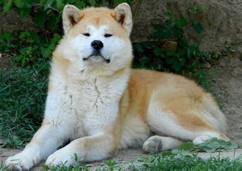 Akita Inu - Wiki Pets