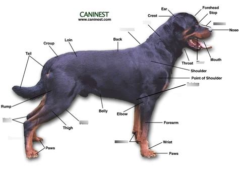 Dog anatomy Diagram | Quizlet