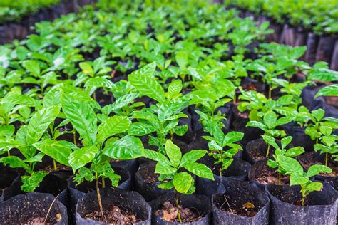 Seedlings Of Coffee Plants In A Nursery 2761326 Stock Photo At Vecteezy