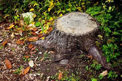 3 Easy And Cost Effective Ways To Remove A Tree Stump Removing Tree Stumps Tree Stump Stump