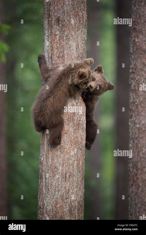 Brown Bear Cub Ursus Arctos Tree Climbing Finland Scandinavia