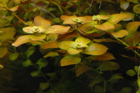 Людвигия Виды Фото И Названия – Telegraph