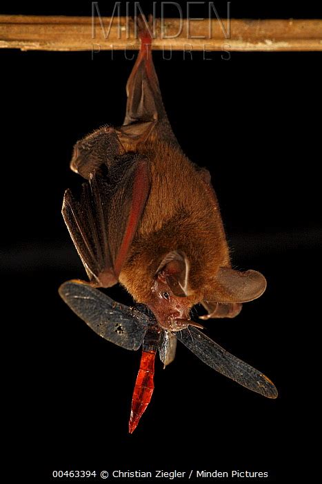 Hairy Big Eared Bat Stock Photo Minden Pictures