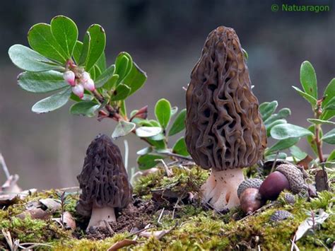 Сморчки - Кулинарная энциклопедия от Гранд кулинара