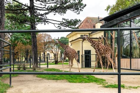 Giraffes In The Aviary Of The Vienna Zoo Stock Photo Image Of