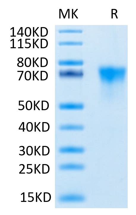 Human Fgfr3 Alpha Iiib Protein Accession P22607 Watson