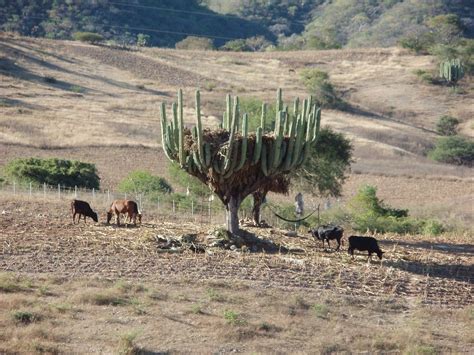 Storing Hay In A Cactus Guardando Mazorca En Un Cactus G Flickr