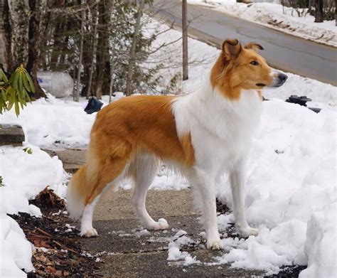 Smooth Collie Puppies Near Me - Pudding to come