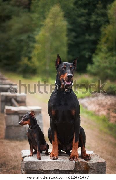 Doberman Miniature Pinscher L Sanpiero