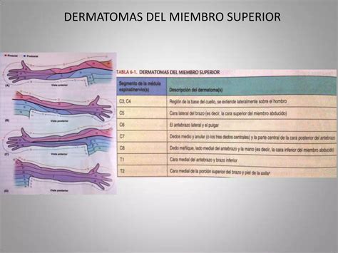 Fascias Vasos Eferentes Inervacion Cutanea Y Miotomas Del Miembro