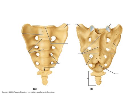 Sacrum and coccyx Diagram | Quizlet