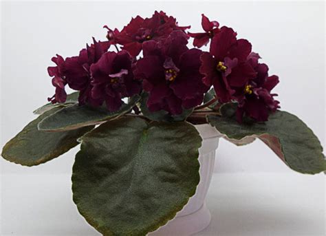 Фиалка ЕК-Тропический Полдень