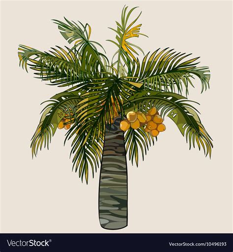 Cartoon palm tree with coconuts Royalty Free Vector Image