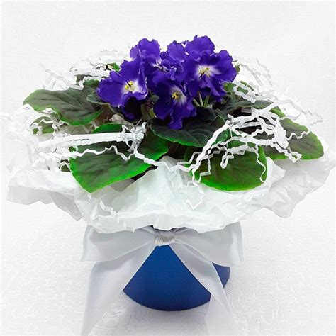 Фиалка Optimara Michelangelo - купить