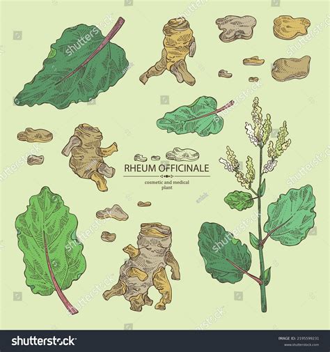 Chinese Rhubarb Root: Over 90 Royalty-Free Licensable Stock Vectors