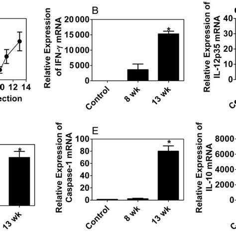 Course Of Cryptosporidium Parvum Infection In Adult Rag2−−γc−− Mice