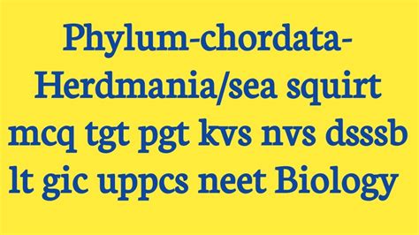 Phylum Chordata Herdmania Mcq Tgt Pgt Kvs Nvs Dsssb Lt Gic Uppcs Neet