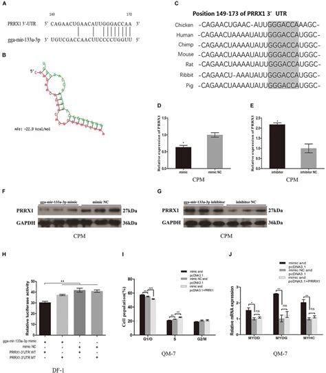 Gga Mir 133a 3p Targets Directly Prrx1 Gene A The Potential