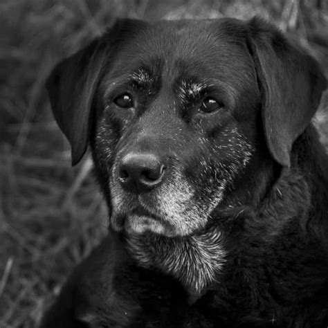 ¿pueden Los Perros Comer Cerdo Una Guía De Carne De Cerdo Huesos Y