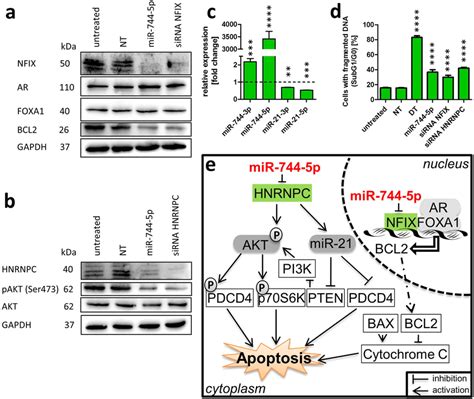 Signalling Pathways Leading To Apoptosis Western Blot Data Based On