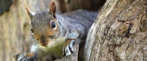 What Does A Squirrel Bite Look Like On A Dog ? Find Out Here Squirrel Arena