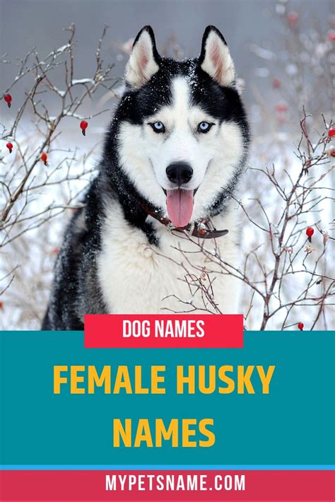 Husky Female Dog Names - inbabu