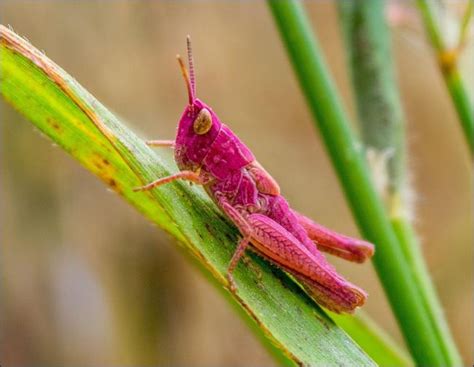 Rare pink grasshopper spotted near Feock | Grasshopper, Rare pink, Rare