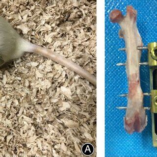 Postoperative appearance of Sprague Dawley rats. (A) SD rats can move ...