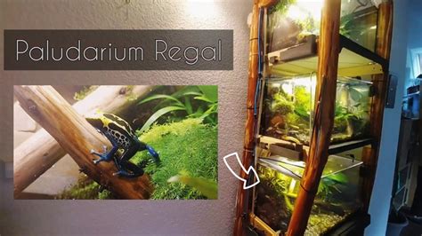 Regenwald Paludarium Regal Terrarien für Pfeilgiftfrösche