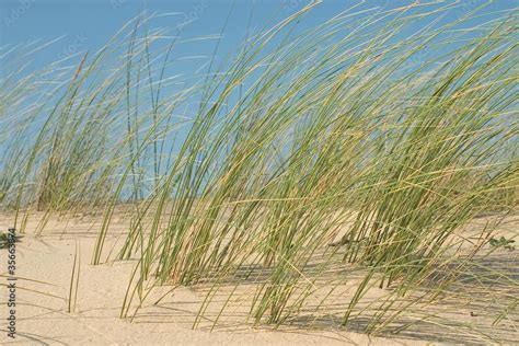 Oyat Herbe Des Dunes Photos Adobe Stock