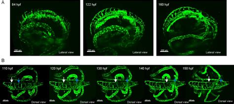 A New Light Sheet Microscopy Unit Enables An Eurekalert