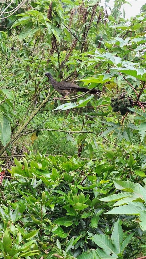 Colombian Chachalaca from Medellín Antioquia Colombia on June 4 2024