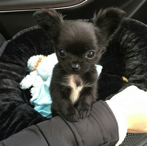 Adorable Chihuahua Puppy in the Car