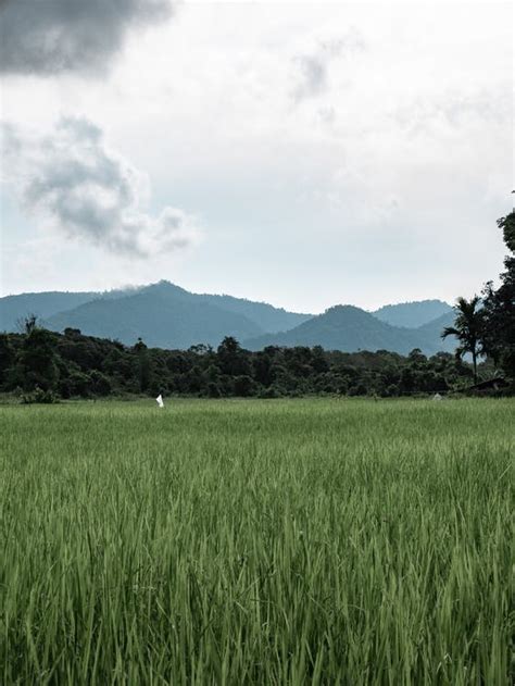 Rice Field · Free Stock Photo