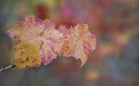 Wallpaper Sunlight Leaves Nature Branch Frost Blossom Dry