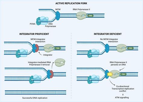 Go Along To Get Along Integrator At Active Replication Forks Defuses