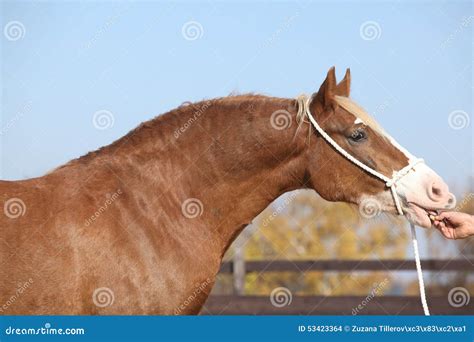 Beautiful Welsh Cob Mare With Halter Stock Photo Image Of Peace