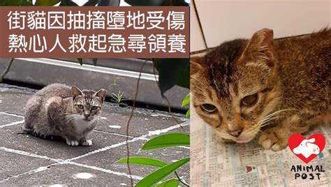 8歲街貓抽搐墮地受傷 熱心市民救起尋家