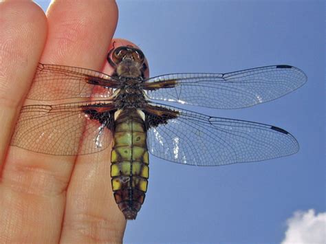 Бабка плоска (Odonata of Ukraine / Бабки України) · iNaturalist