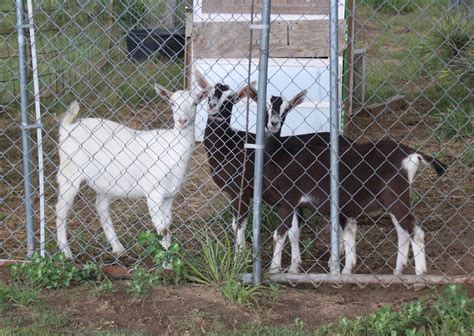 Online Sheep And Goat Webinar Offered Tri County Tribune