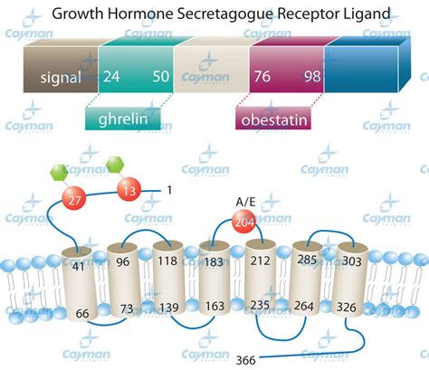 Ghrelin Peptide Relative To The Preprohormone That Also Is The Source