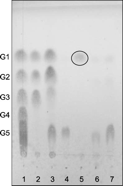 Thin Layer Chromatographic Tlc Analysis Of Enzymatic Hydrolysates Of